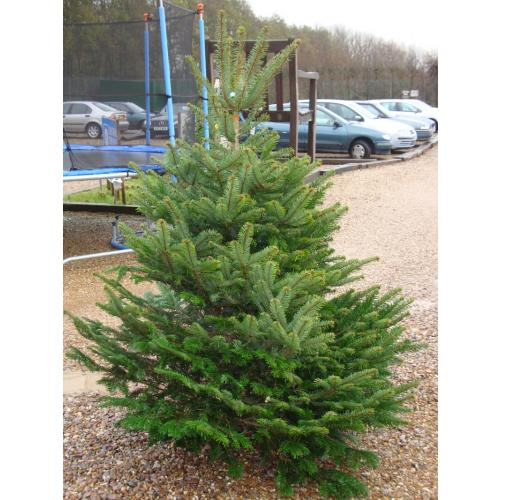 Nordmann Fir Real Christmas Tree 225/250cm