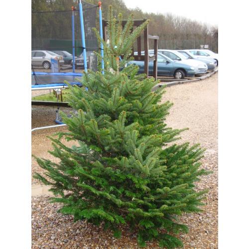 Nordmann Fir Real Christmas Tree 175/200cm