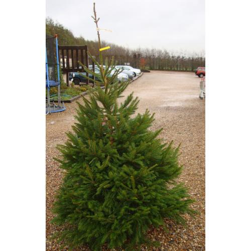 Norway Spruce Real Christmas Tree 175/200cm