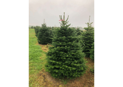 Premium Nordmann Fir Christmas Tree