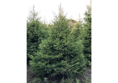 Premium Norway Spruce Christmas Tree